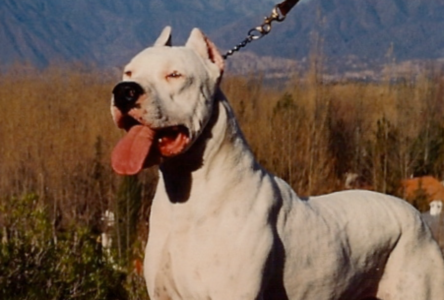Dogo Argentino posing